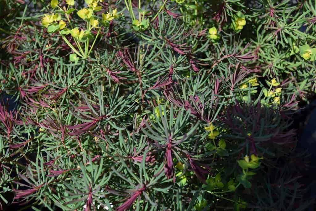 Euphorbia cyparissias 'Fens Ruby' ---
